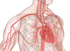 Heart, veins and blood circulation