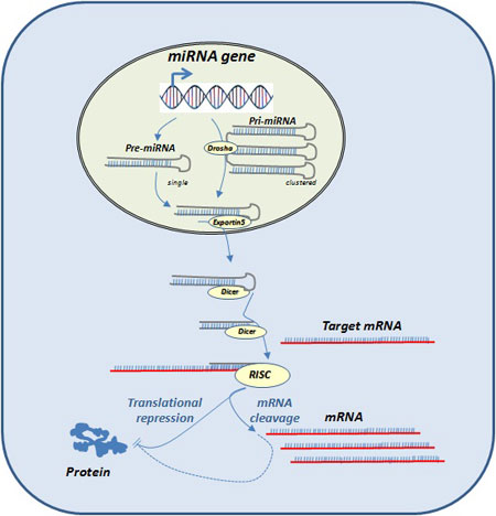 Schematic representation of microRNA biogenesis.