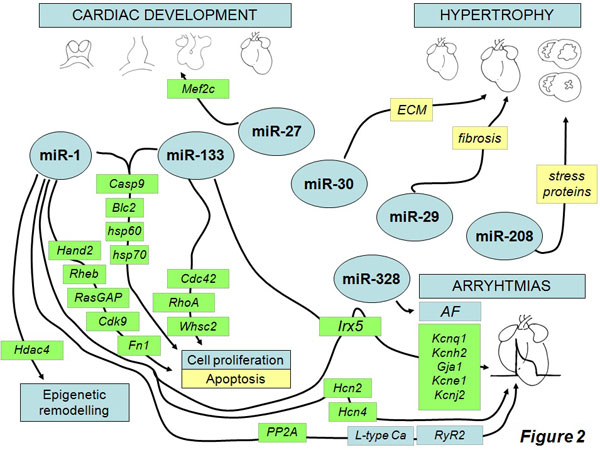 Schematic representation of the most representative microRNAs involved in cardiac development and disease