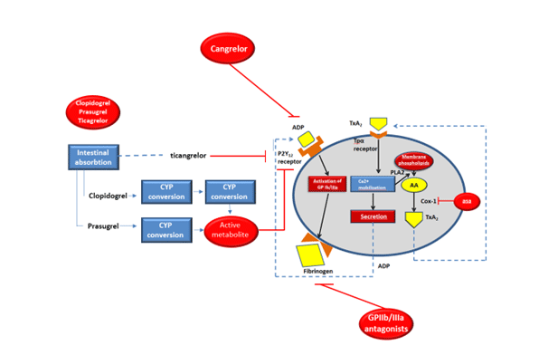 Figure1. Site of action of various antiplatelet drugs.