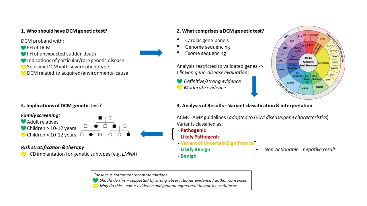 Figure for DCM genetic testing article.jpg