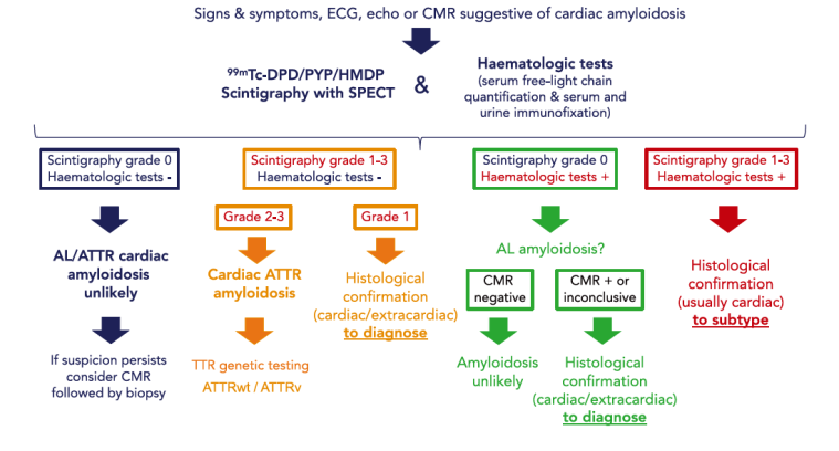 Diagnostic algorithm for cardiac amyloidosis. Extracted from Diagnosis and treatment of cardiac amyloidosis. A position statement of the European Society of Cardiology Working Group on Myocardial and Pericardial Diseases. Garcia-Pavia et al. 2021