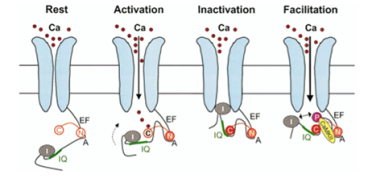 Image 1: Model for CaM-dependent modulation of L-type calcium channels (ICaL). In the channel closed state (Rest), the N-lobe of apo-CaM (N) is constitutively bound to a pre-IQ region (A) in the channel C-terminus. When the channel opens (Activation), the CaM C-lobe (C) binds to the entering Ca2+, increasing its affinity for the channel IQ-domain; this moves the channel inactivation particle (I) in the permeation path (Inactivation). Facilitation mechanism: holo-CaM binding to CaMKII promotes channel phosphorylation, which results in repulsion of the inactivation particle from the permeation pore (Facilitation). Taken from Badone et al.​9​. 