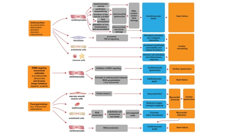 Baseline Global Longitudinal Strain Predictive Anthracycline