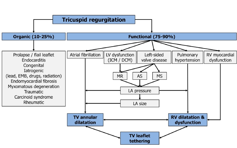 159_Besler_Fig 1.jpg