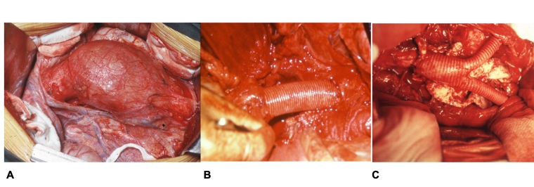 229_Fernandes_Figure 1.jpg