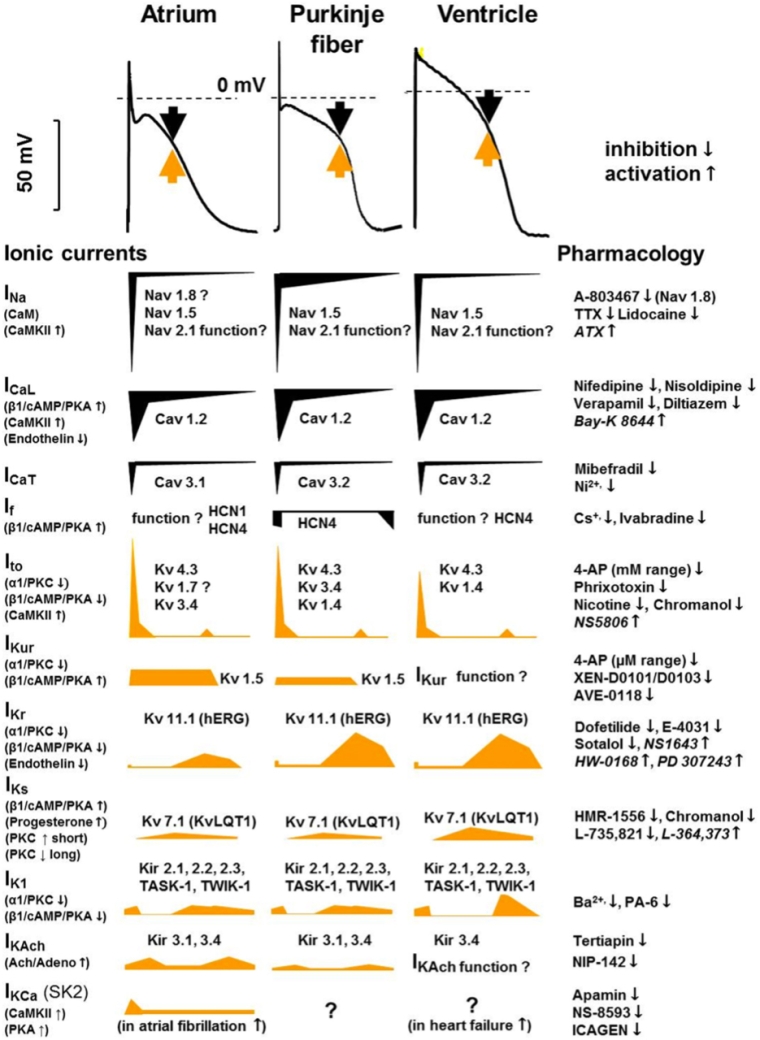 297_Taubel_FINAL FOR PUBLICATION_Figure 1.jpg