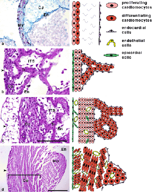 Trabecular emergence and compaction